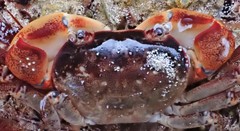 Cyclograpsus audouinii