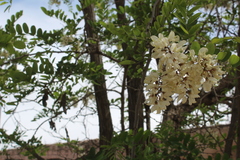 Robinia pseudoacacia