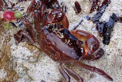 Cyclograpsus audouinii