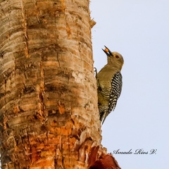 Melanerpes aurifrons
