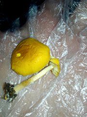 Hypholoma radicosum