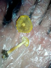 Hypholoma radicosum