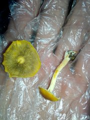 Hypholoma radicosum