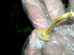 Hypholoma radicosum