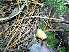 Hypholoma radicosum
