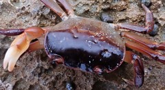 Cyclograpsus audouinii