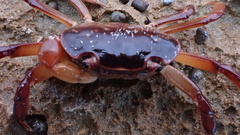 Cyclograpsus audouinii