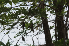 Robinia pseudoacacia