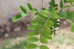 Robinia pseudoacacia