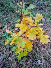 Quercus macranthera