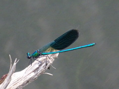 Calopteryx splendens