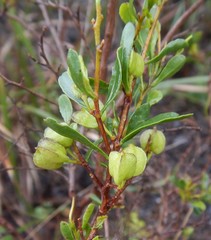 Dodonaea bursariifolia