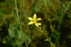 Saxifraga hirculus