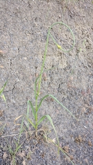 Allium atroviolaceum