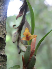 Maxillaria variabilis