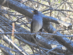 Turdus nigriceps