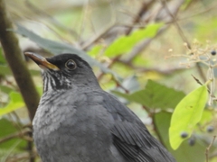 Turdus nigriceps