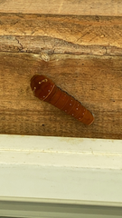 Papilio multicaudata