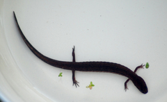 Stereochilus marginatus