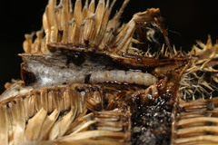 Endothenia gentianaeana