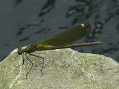 Calopteryx splendens