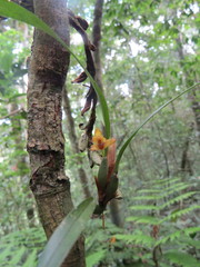 Maxillaria variabilis