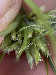Cyperus nipponicus