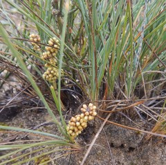 Lomandra collina