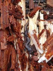 Pseudoeurycea leprosa