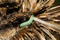 Endothenia gentianaeana