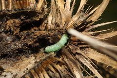 Endothenia gentianaeana