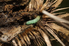 Endothenia gentianaeana