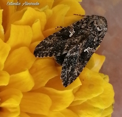 Trichoplusia ni