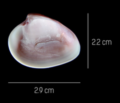Hysteroconcha rosea