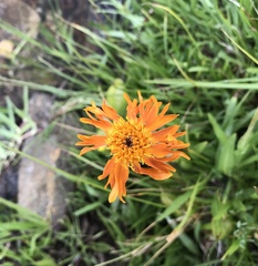 Raillardella pringlei