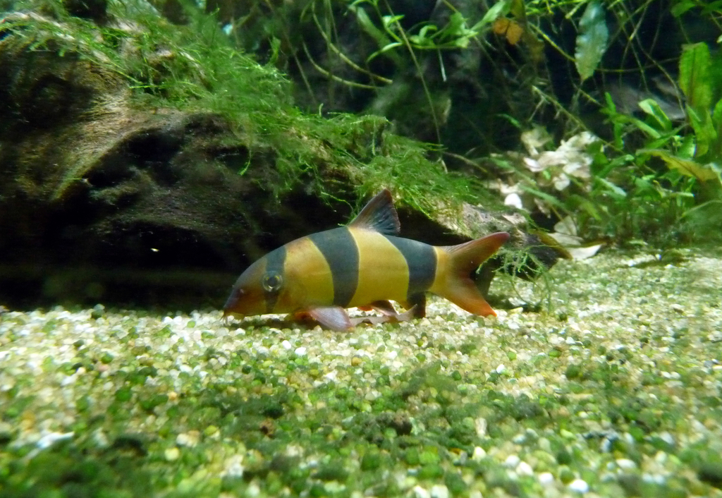 Botia clown (Chromobotia macracanthus)