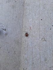 Labidomera clivicollis