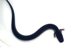 Siren intermedia