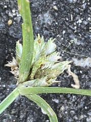 Cyperus nipponicus