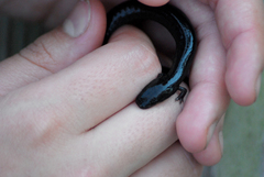 Siren intermedia