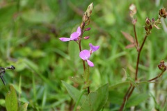 Desmodium pringlei