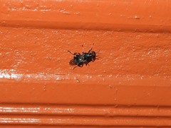 Cyphomyia wiedemanni