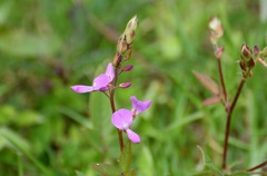 Desmodium pringlei