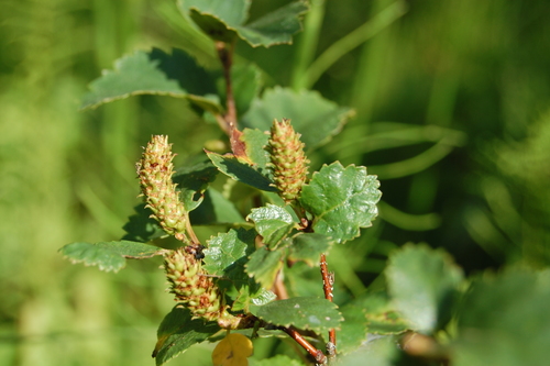 Betula humilis