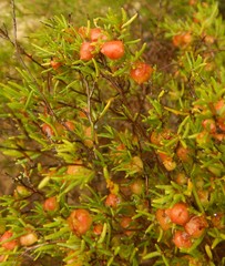Dodonaea hexandra