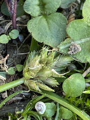 Cyperus nipponicus