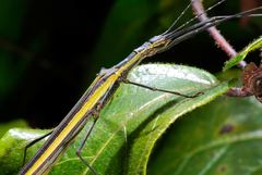 Paraphasma sooretama