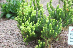 Erica sparrmanni