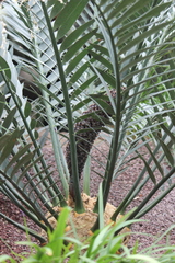 Encephalartos trispinosus