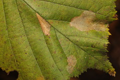 Phyllonorycter nicellii
